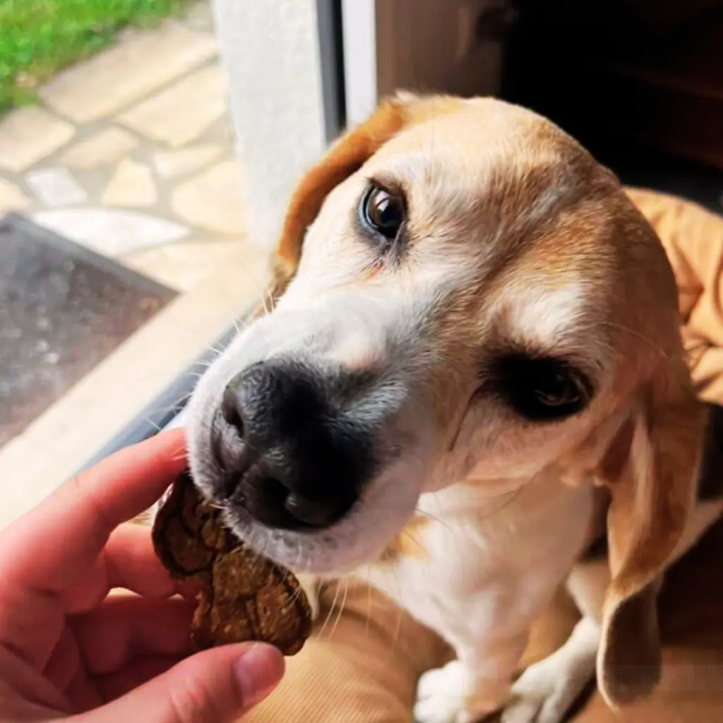 chaleur carrousel (3).webp